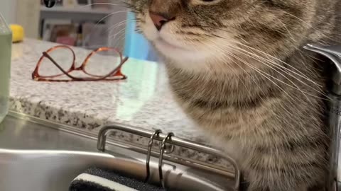 If you are watching this video, know that God has made you the guardian angel of a hungry cat💝