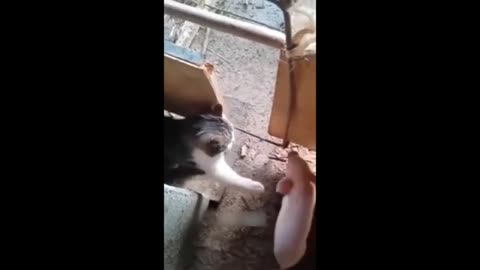 Best Funny Dogs And Cats Videos - Funniest Animals Videos Part1