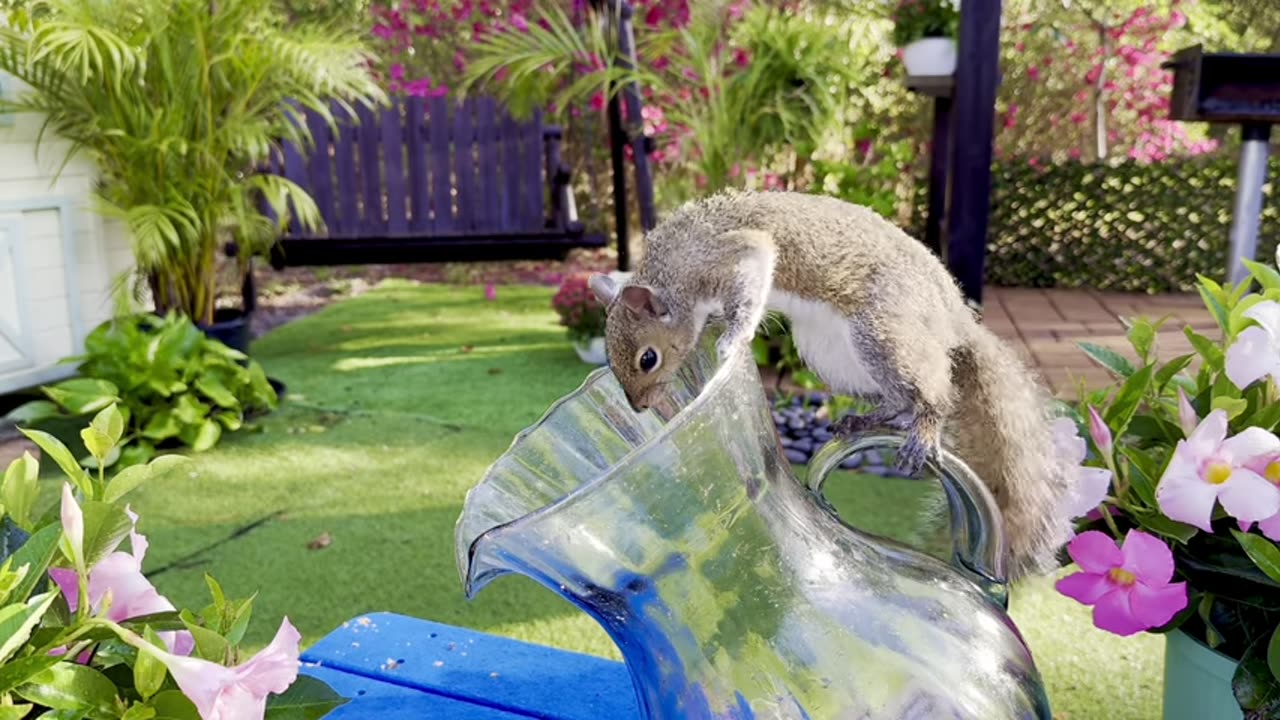 Squirrel Challenge
