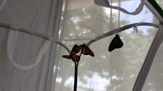 Mother Monarch update 6 11 2025