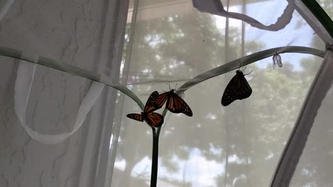 Mother Monarch update 6 11 2025