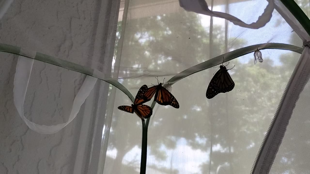 Mother Monarch update 6 11 2025