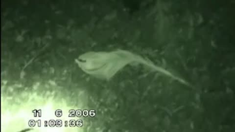 😱👻 You Won't Believe What This Hiker Caught on Camera! The Creature in the forest! | TheHauntingHour
