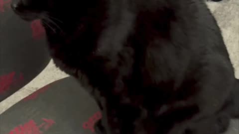 Cute Precious Piper Watches the Office Door - My Adopted Shelter Cat Vlog
