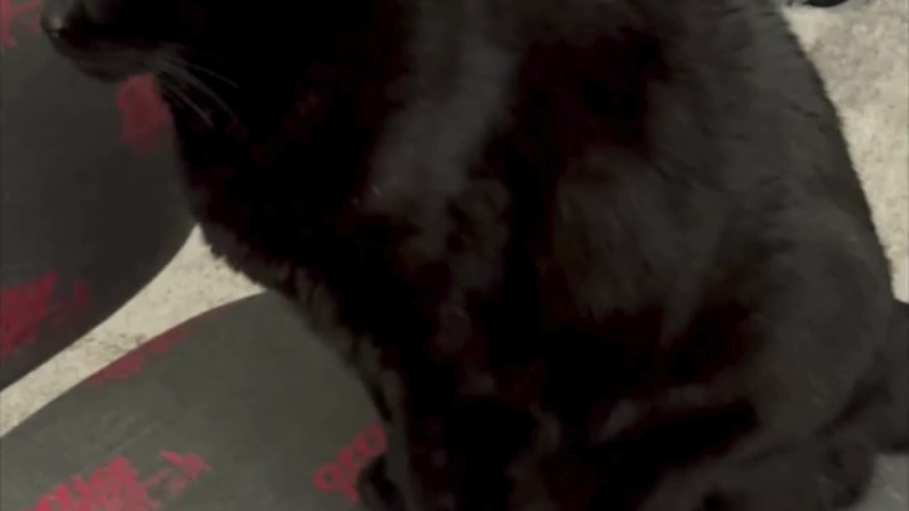 Cute Precious Piper Watches the Office Door - My Adopted Shelter Cat Vlog