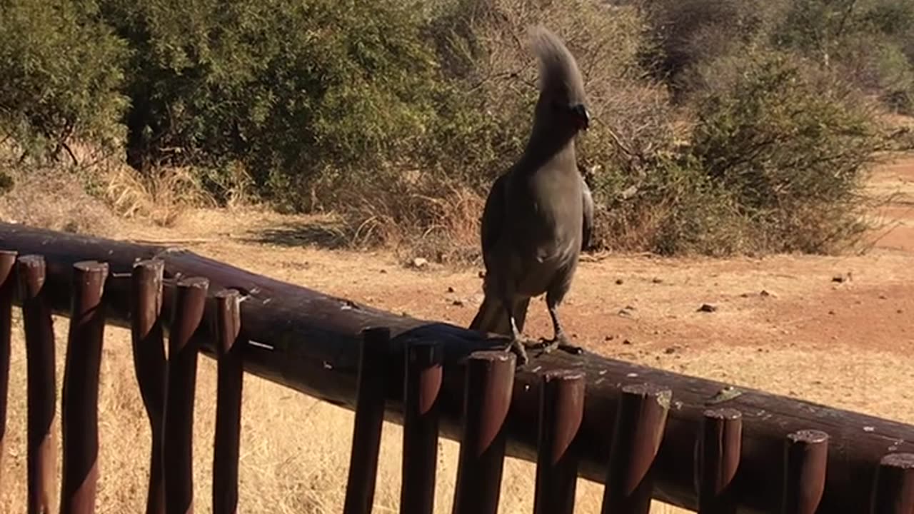 Veterinarian Off the Clock