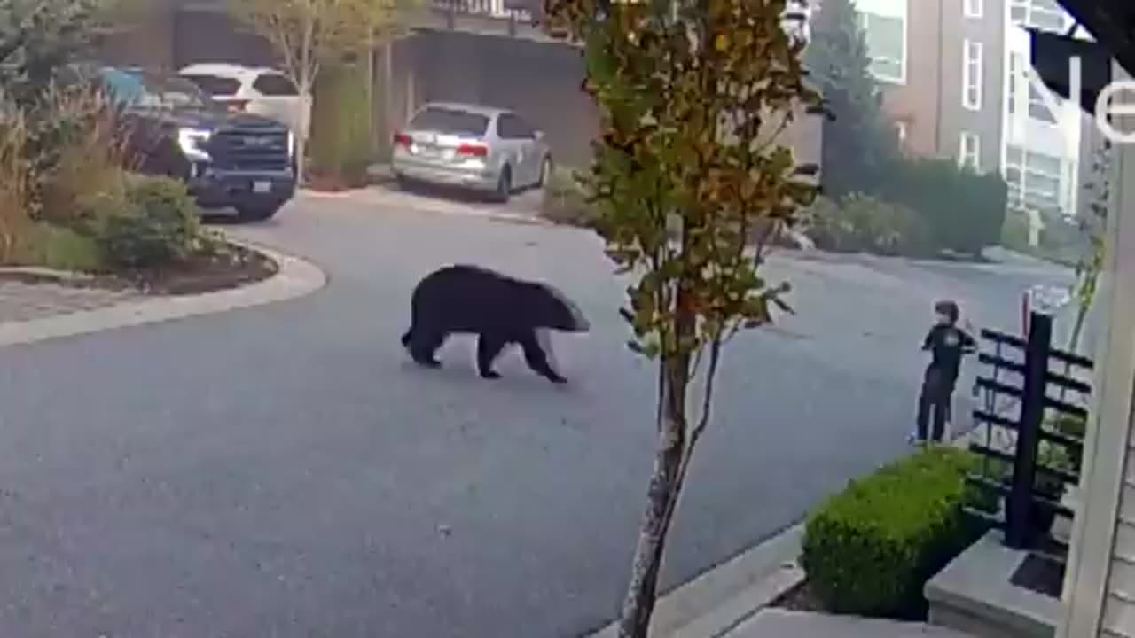 7 YEAR OLD BOY ENCOUNTERS A MASSIVE BEAR WHILE RIDING SCOOTER