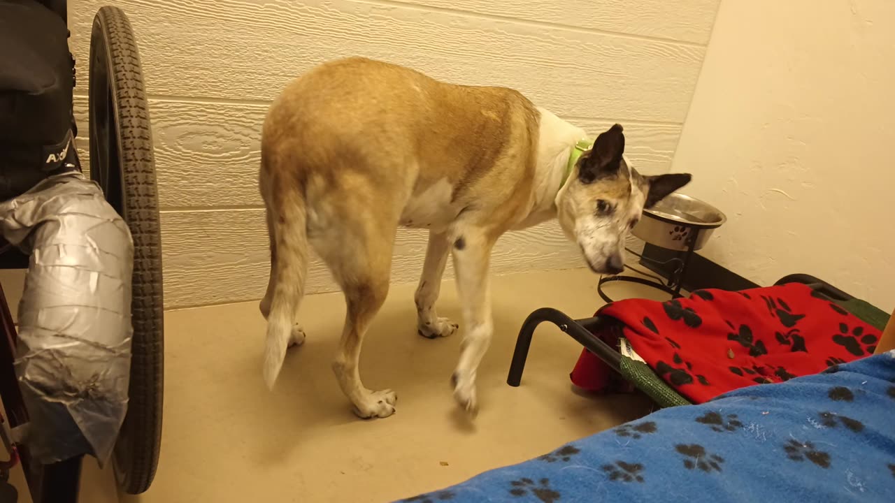 Venus 10y A851996@TRN, currently fostered dislikes other doggies but she's lovely lady20250615_309