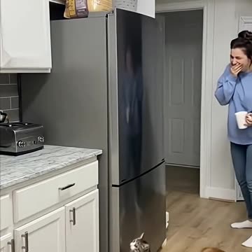 Funny Сats | Share #funnycats #catvideos #securitycamera#petfails #catlovers #viralcatvideos