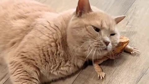Cat snuggles