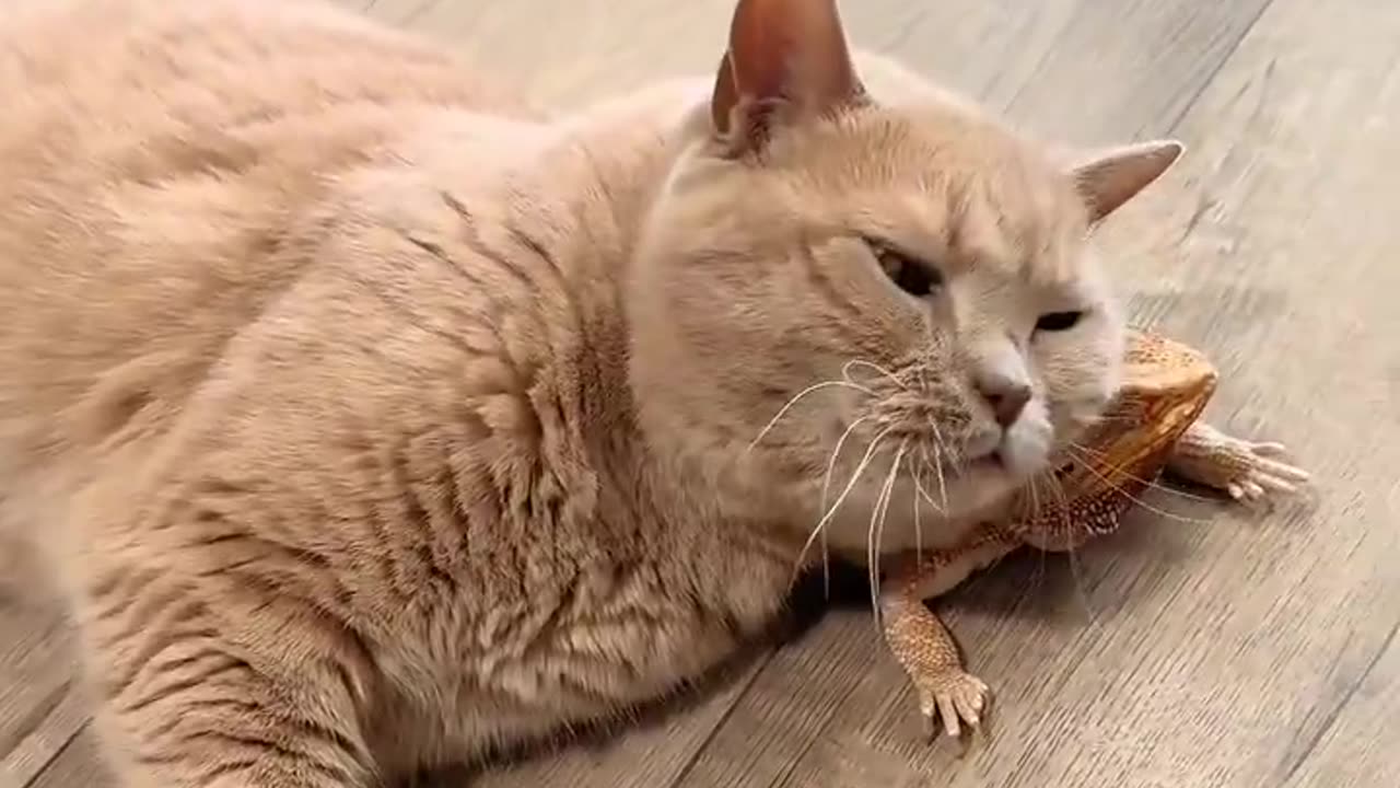 Cat snuggles