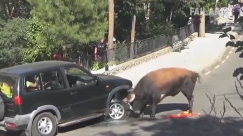 Funny Animal Videos Latest 🤣😂😂