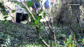 Tiny deer, big trouble: Chile’s pudu face growing peril