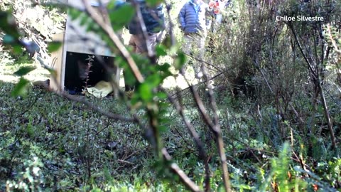 Tiny deer, big trouble: Chile’s pudu face growing peril