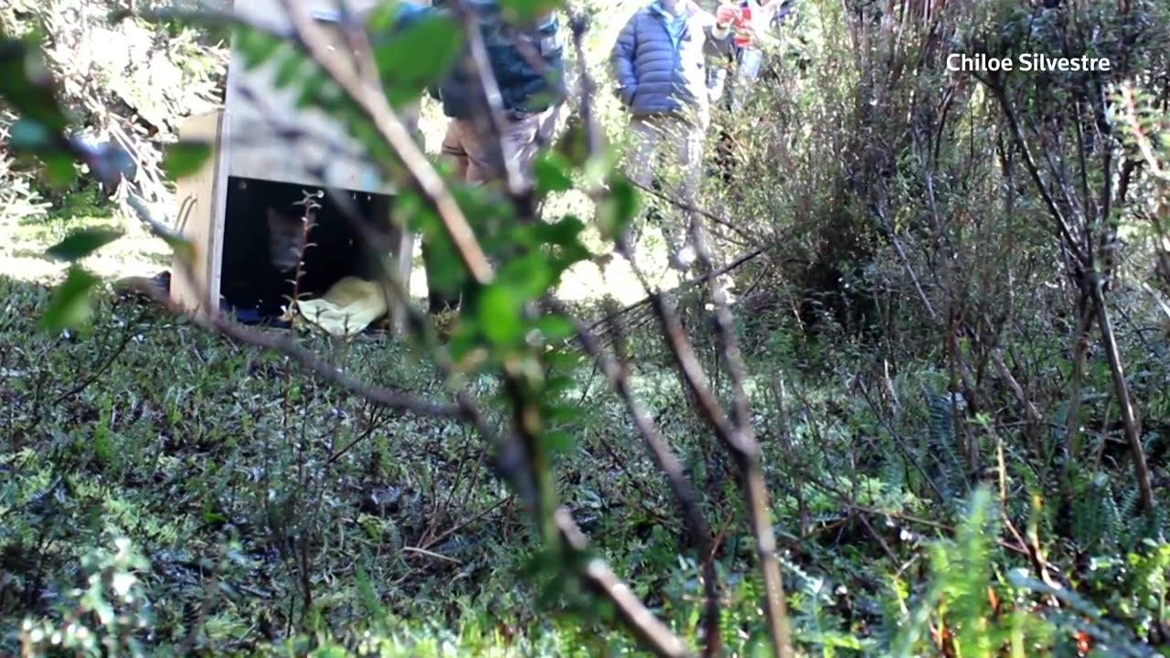 Tiny deer, big trouble: Chile’s pudu face growing peril