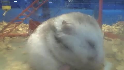 Chubby hamster is overweight, and keeps eating like there's no tomorrow [Nature & Animals]
