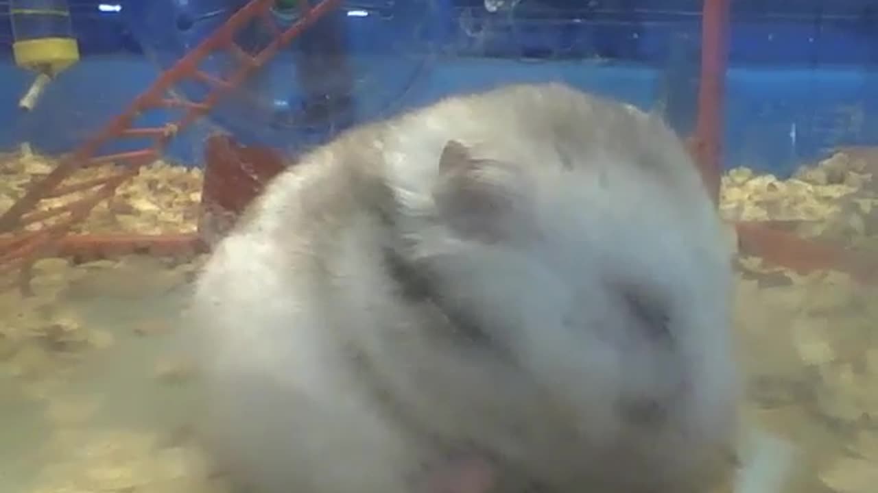 Chubby hamster is overweight, and keeps eating like there's no tomorrow [Nature & Animals]