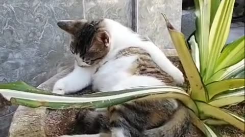"Cute Cat’s Jungle Adventure Between the Trees – You Won’t Believe What Happens Next!"