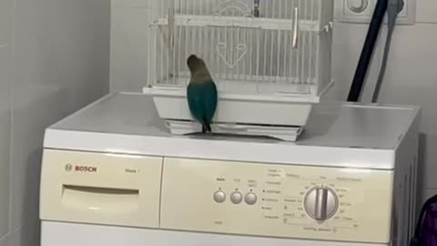 Lovebird Lets Herself Out Of Cage