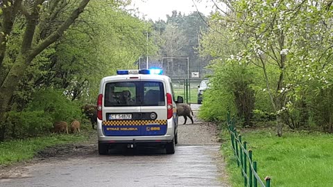 Straż Miejska pilnuje stada dzików
