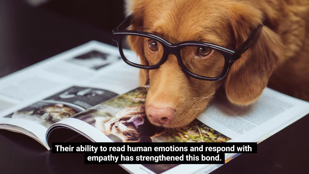 The Unconditional Love of Dogs