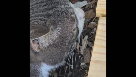Grey & White Cat.