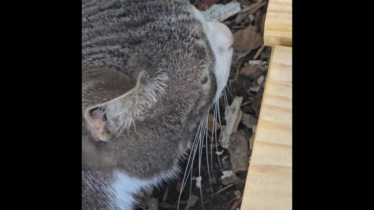 Grey & White Cat.