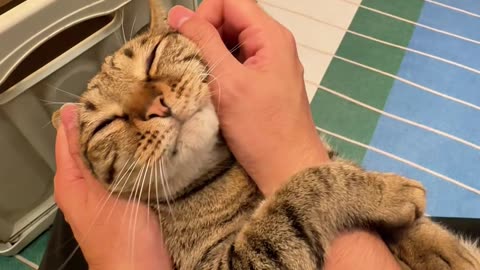 You Won’t Believe How Cute This Kitty Is 😺