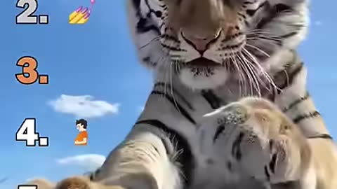 Best Big cat moments