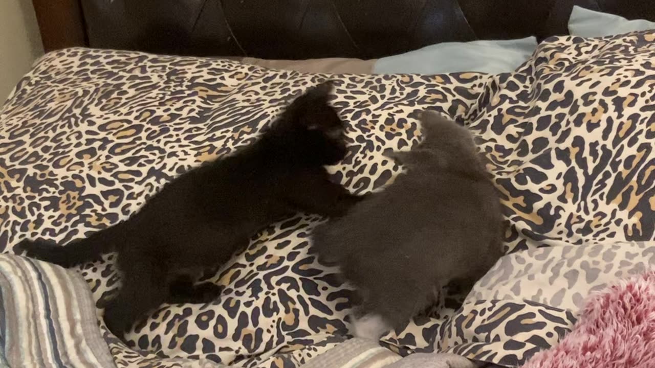 COOL CATS 🐈😻