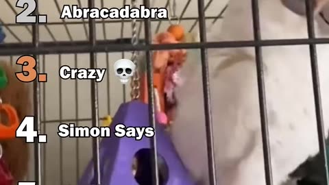 Best Parrot Bloopers! Sassy squawks & wild dance-offs! #ParrotChaos #FunnyVids