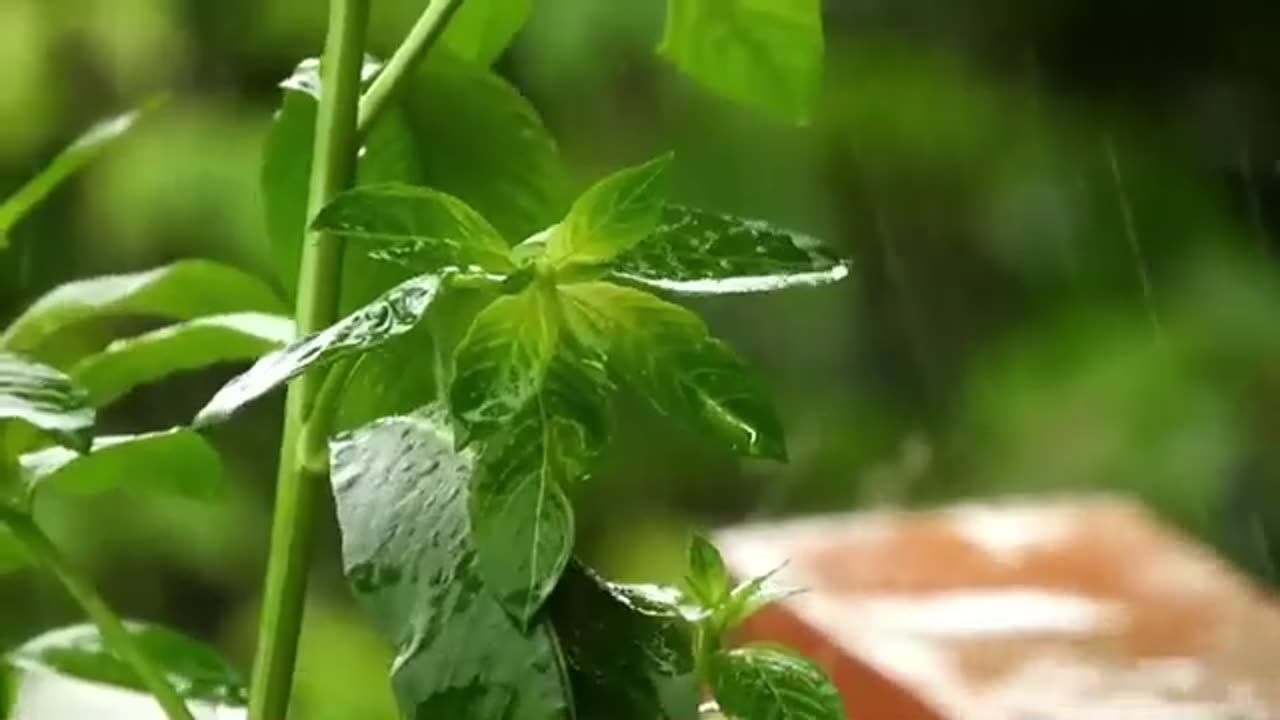Relaxing Rain Sounds 2