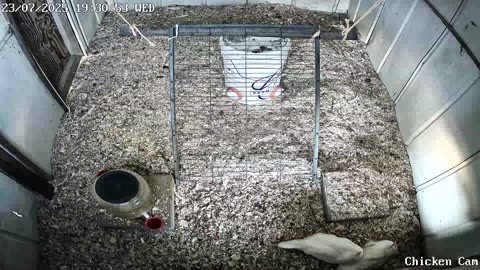 Millar Time Chicken Cam