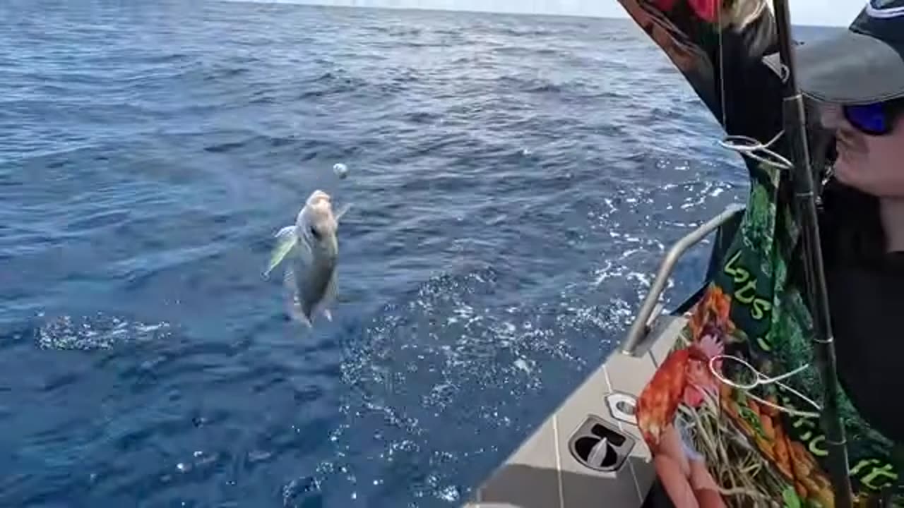 Fishing Our Local Reef with Natural Burley Non-Stop Action! (2)