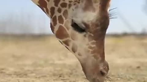 Giraffe vs Elephant