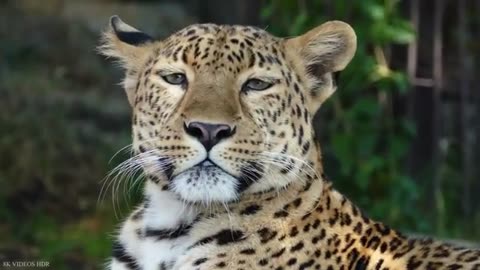 ANIMALS OF AMAZON RAINFOREST – Jungle Wildlife and Sounds