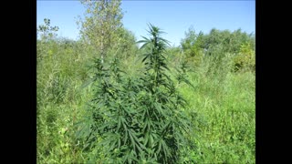 Sunny Bliss Cannabis Aug 2024