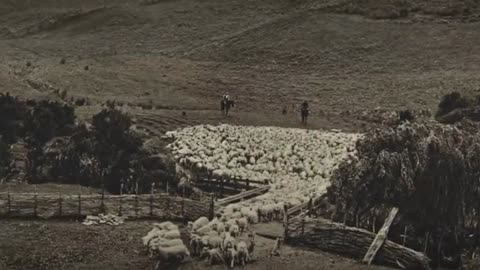 Title: The Entire History of New Zealand