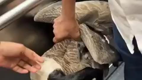 UK migrants "EATING THE PETS"