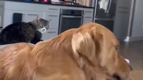 The Real Boss
