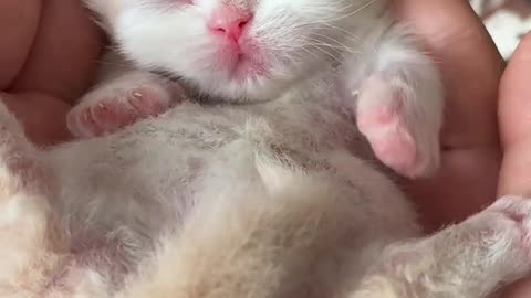 The kitten is so small