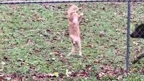 😂🐶 Dogs Can Be So Rude! Dogs can be such C"unts | FunFM