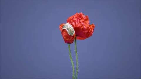 1533 QuarTZnAtiONz Presents live aT Deep HOuse Tech