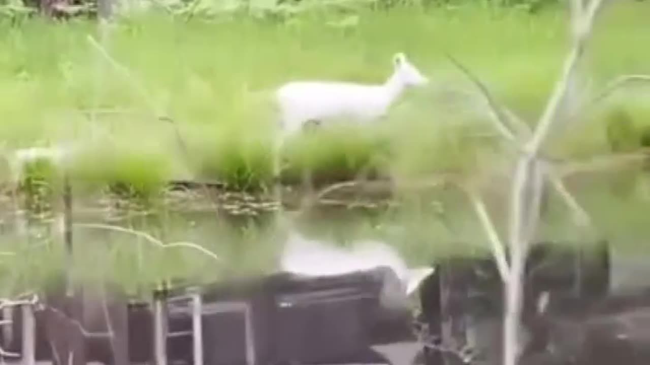 family of white deer