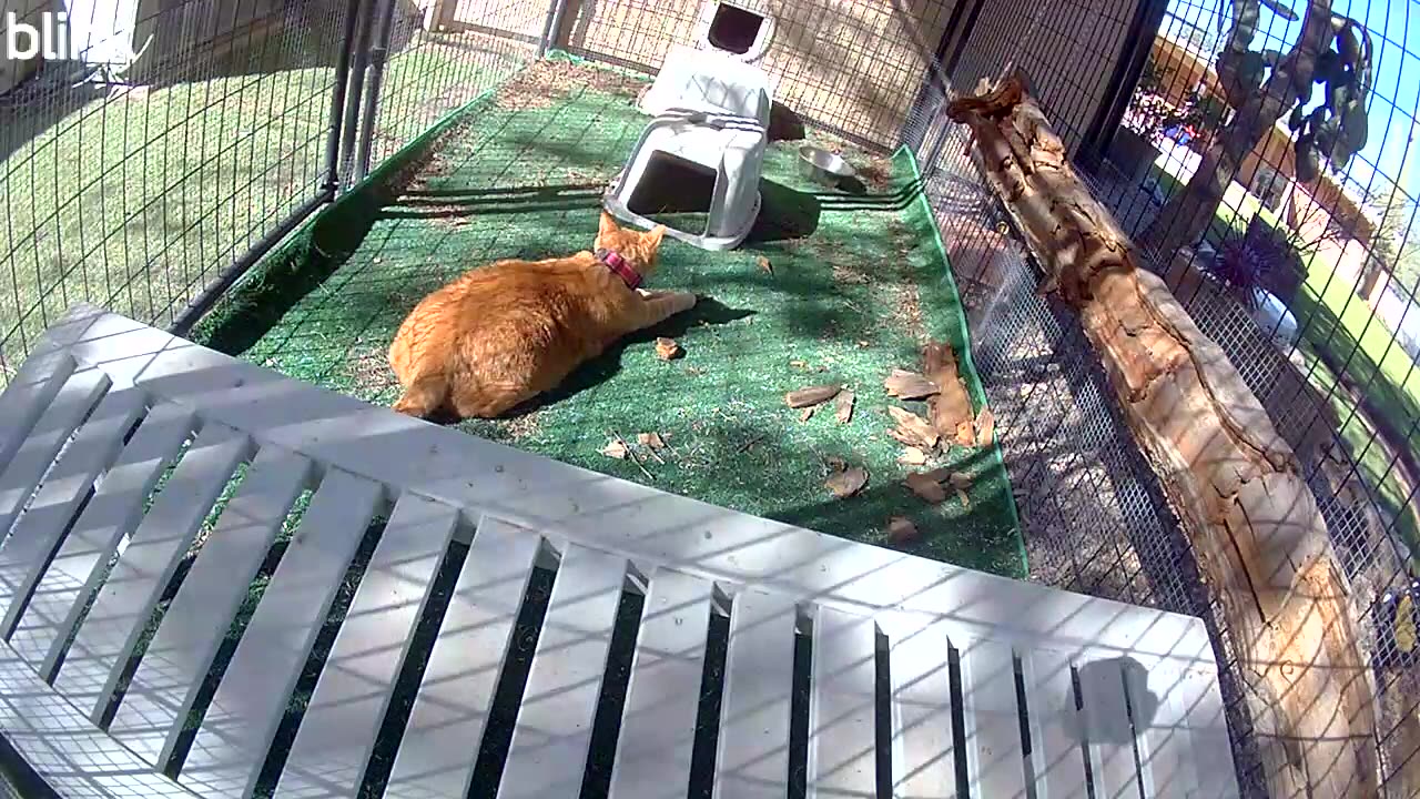 Buddy the cat outside today