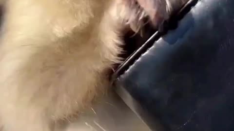 funny animals best moments 2