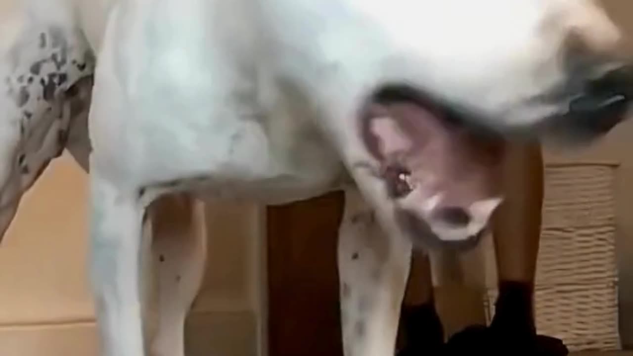 FUNNY ANIMAL COMPILATIONS - PART 26