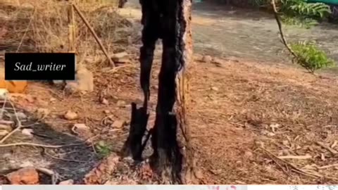 Ya ped bhi ek pita ke Jaise Hain