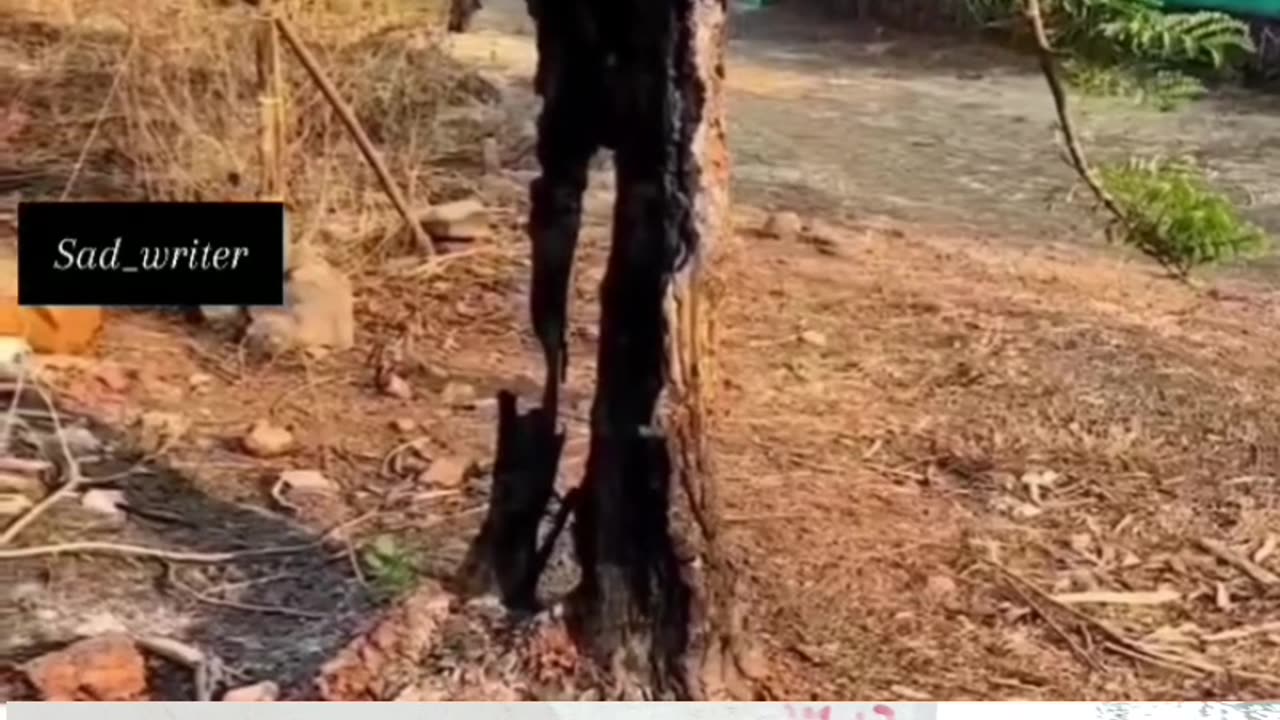 Ya ped bhi ek pita ke Jaise Hain