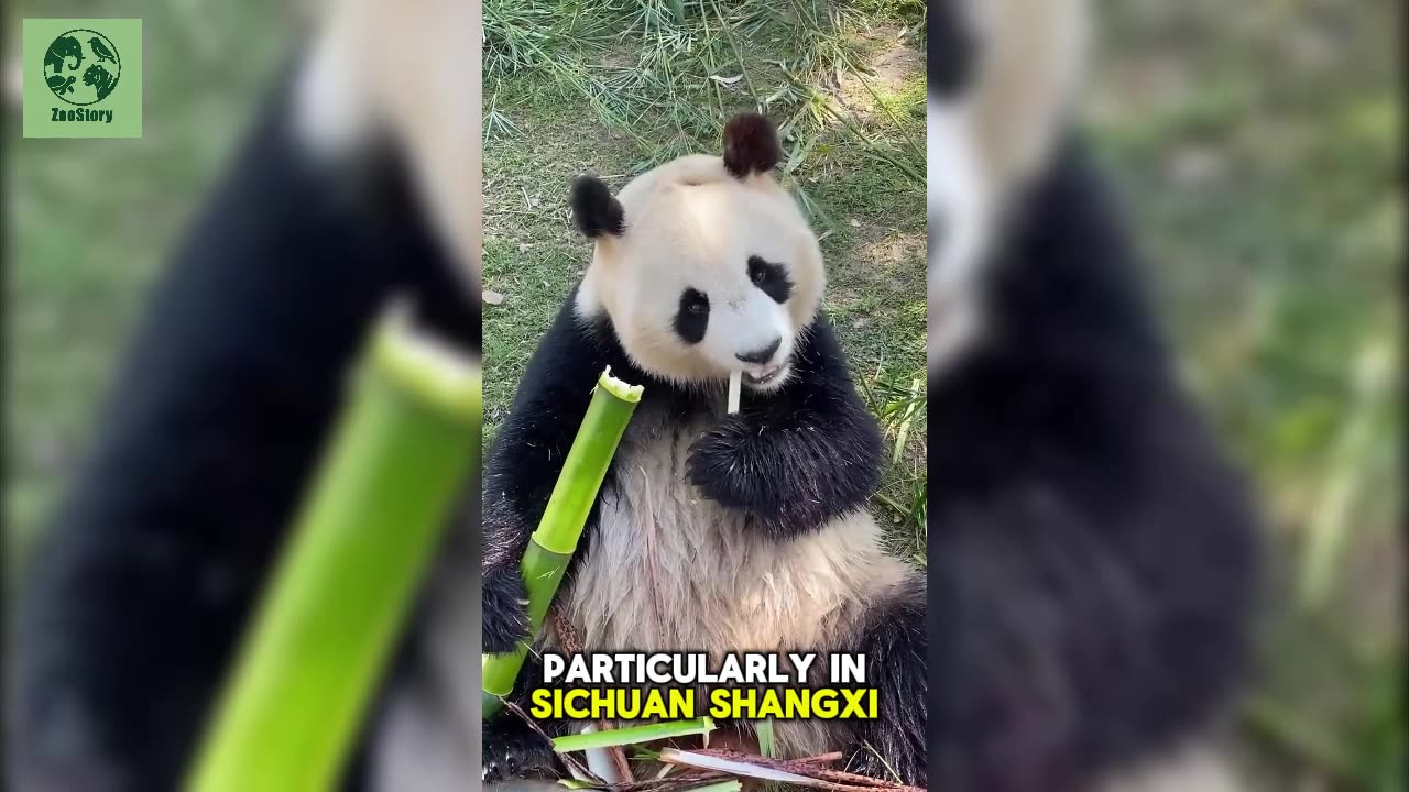 The Beloved Giant Panda: China's Gentle Treasure